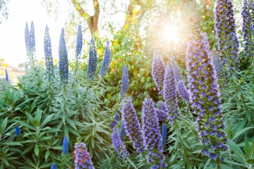 Afternoon sunlight shining through purple flowers of an echium plant - Australian Stock Image