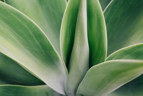 Agave leaf background - Australian Stock Image