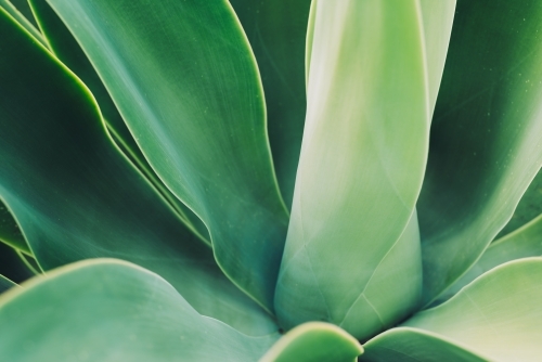 Agave leaf texture background - Australian Stock Image