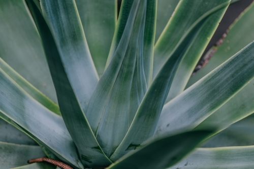 Agave leaf texture background - Australian Stock Image