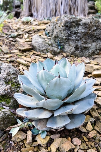 Agave parryi closeup - Australian Stock Image