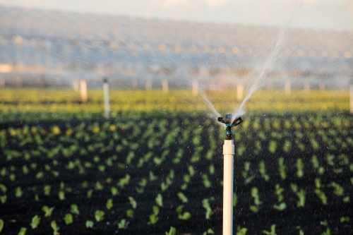 Agricultural sprinkler operating over small rows of plants. Gatton, Queensland - Australian Stock Image