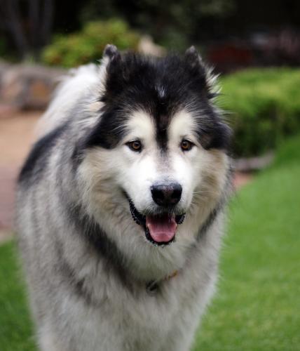 Alaskan Malamute - Australian Stock Image