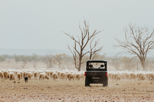 All terrain vehicle in paddock with merino sheep - Australian Stock Image