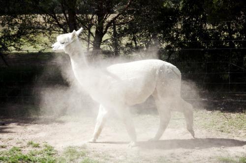 Alpaca on a farm shaking dust from its fleece - Australian Stock Image