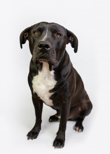 American stafford on white studio background - Australian Stock Image