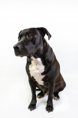 American stafford on white studio background - Australian Stock Image