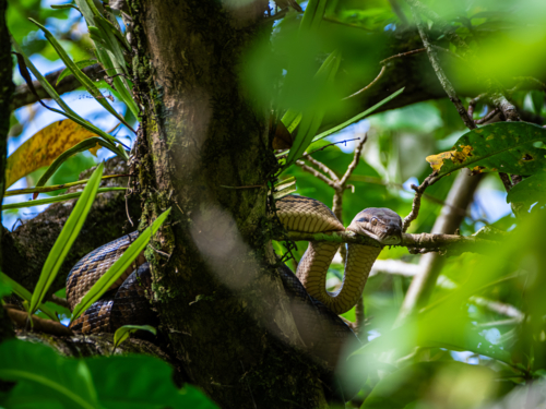 Amethystine Python snake in a tree - Australian Stock Image