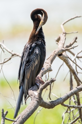 An African Darter perched on a dead branch of a tree grooming itself. - Australian Stock Image