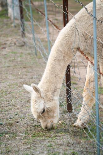 An alpaca reaching through a fence to graze - Australian Stock Image