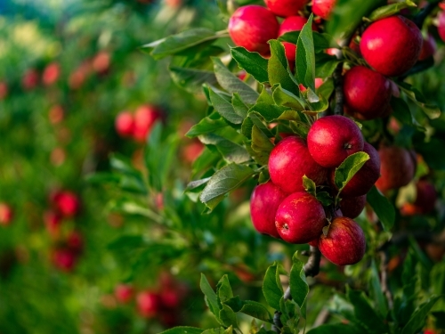 An apple tree loaded with shiny red fruit - Australian Stock Image