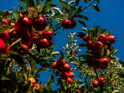 An apple tree loaded with shiny red fruit on branches - Australian Stock Image