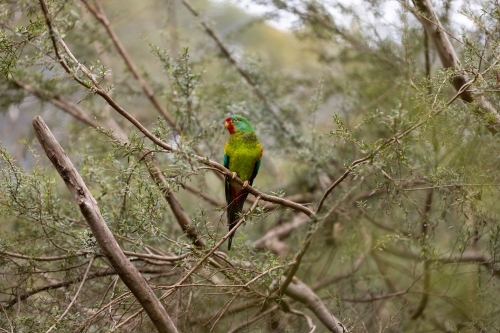 An Australian critically endangered migratory swift parrot (Lathamus discolor) facing extinction - Australian Stock Image