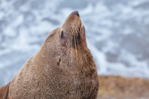 An Australian Fur Seal basks in the sun on rocks in summer near Wagonga Inlet in Narooma - Australian Stock Image