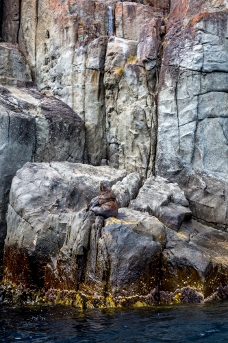 An Australian Fur Seal suns itself below a sea cliff - Australian Stock Image