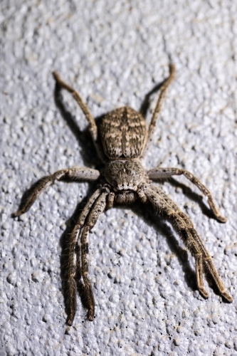 An australian huntsman spider sparassidae heteropodidae a large long legged spider resting