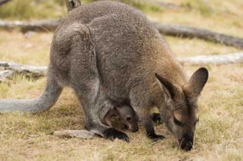 An Australian marsupial red necked wallaby  (Macropus rufogriseus) eating grass, joey in pouch - Australian Stock Image