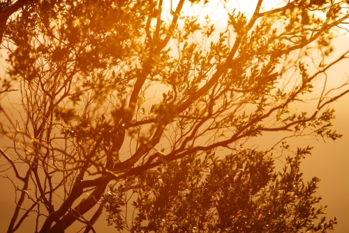 An Australian shrub with golden backlit sunlight. - Australian Stock Image