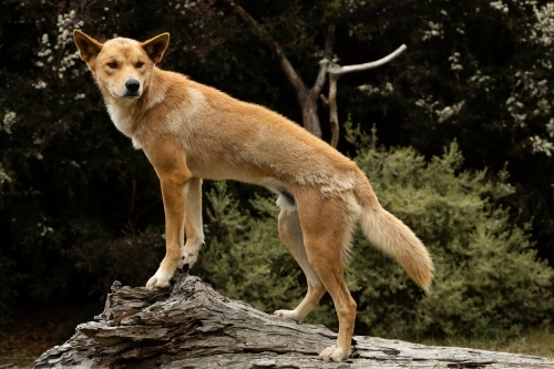 An Australian vulnerable animal, wild dingo with orange fur (Canis lupus dingo) - Australian Stock Image