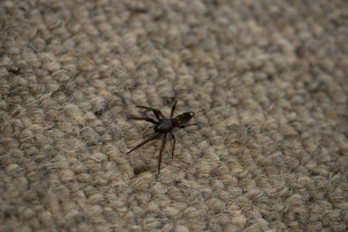 An Australian white tail black house spider (Lampona cylindrata) crawling on the carpet of a house - Australian Stock Image