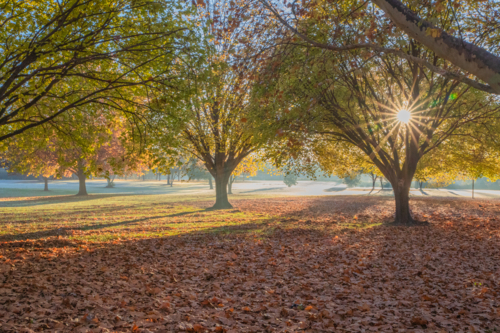 An autumn scene with golden leaves on the ground and early morning rays of sun - Australian Stock Image