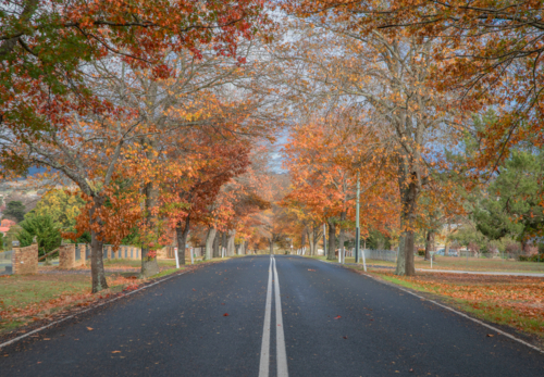 An avenue of trees with late autumn foliage and the double line of a country highway - Australian Stock Image