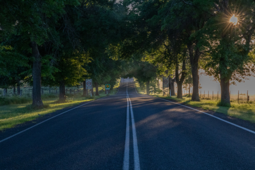 An avenue of trees with morning sunshine and a country highway - Australian Stock Image
