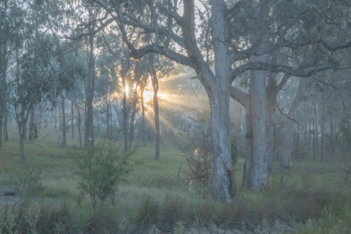 An early morning and golden sun rays in the Australian bush - Australian Stock Image