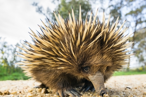 An echidna wanders along a gravel road - Australian Stock Image