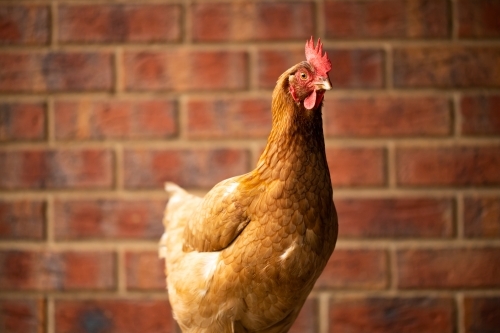 An egg laying free range Isa brown chicken with red brick in back ground