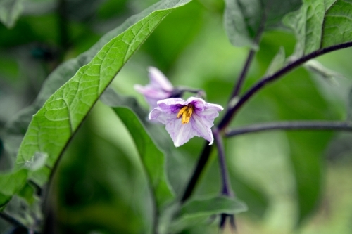 An eggplant flower - Australian Stock Image