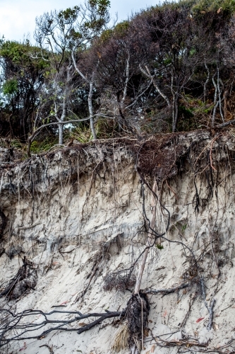 An eroded sand bank shows the roots of native plants - Australian Stock Image