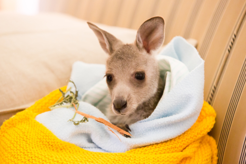 An injured kangaroo after being rescued in Victoria, Australia - Australian Stock Image