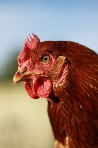 An isa brown chicken - Australian Stock Image