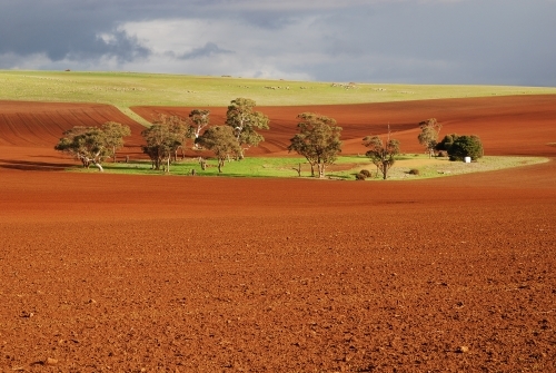 An oasis of green farm land in the middle of red soil - Australian Stock Image