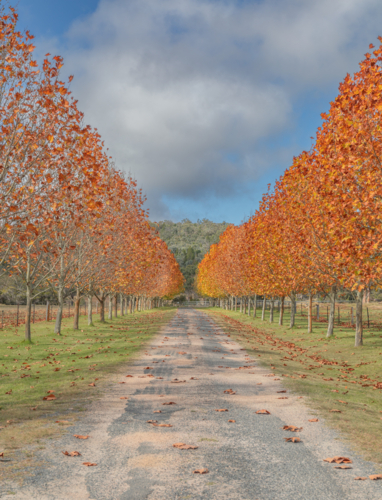 An old country driveway lined by an avenue of trees with autumn leaves - Australian Stock Image