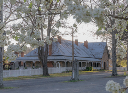 An old historic home with tin roof framed by spring blossoms - Australian Stock Image