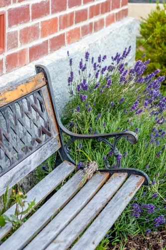 An old park bench nestled in a cottage garden - Australian Stock Image