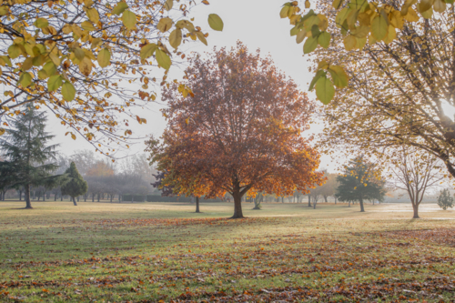 An orange autumn tree framed by autumn leaves in a park - Australian Stock Image