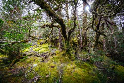 Ancient Myrtle Beech forest on the Arm River Track near the Overland Track on a cool autumn morning - Australian Stock Image