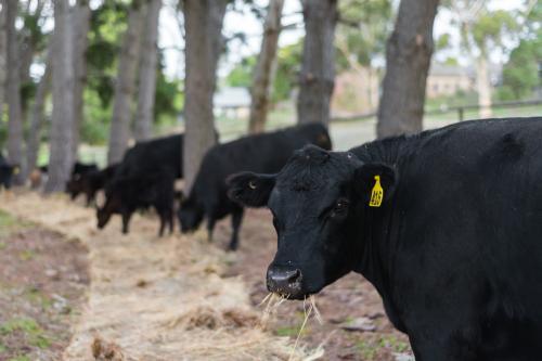 angus cows eating hay - Australian Stock Image