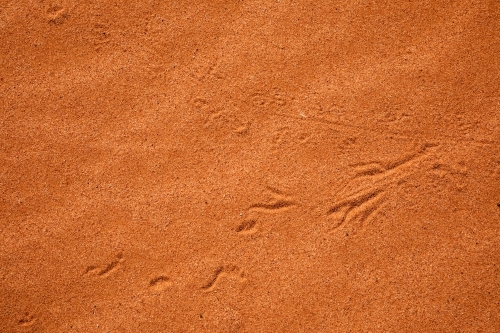 animal tracks in red sand - Australian Stock Image