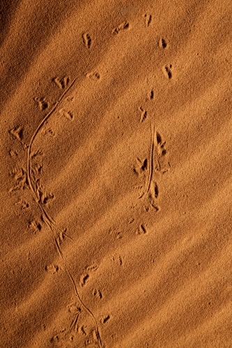 Animal tracks in rippled sand - Australian Stock Image