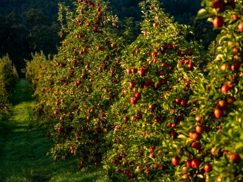 fruit trees in the orchard are loaded with shiny red apples - Australian Stock Image