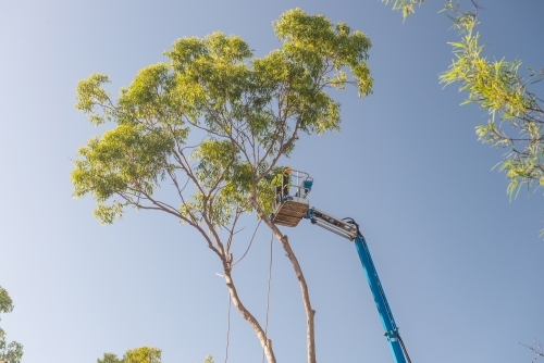 Arborist on cherry picker removing branches from tree - Australian Stock Image