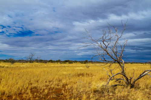 Arid scene with dry grass and dead scrub - Australian Stock Image