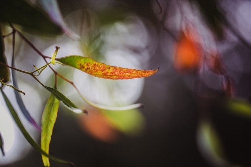 Artistic macro close-up of colourful eucalyptus leaves with shallow depth of field - Australian Stock Image