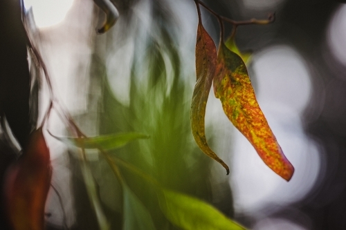 Artistic macro close-up of eucalyptus leaves - Australian Stock Image