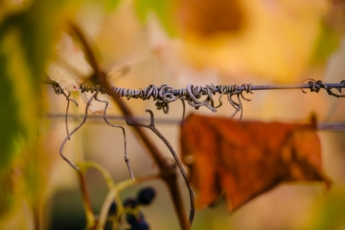 Artistic macro close-up of grapevine leaves and tendrils in the vineyard - Australian Stock Image