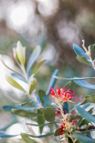 Artistic macro close-up of native shrub and flower, the Grevillea Olivacea - Australian Stock Image